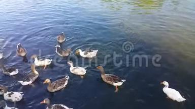 <strong>一群鸭子</strong>在湖里游泳，吃着游客扔的玉米，浸入水中，吃着拍摄到的苔藓